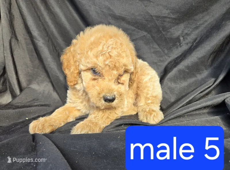Jasper – Miniature Goldendoodle puppy for sale in Tuscola, IL