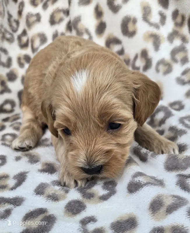 Pearl  – Miniature Goldendoodle puppy for sale in Tuscola, IL