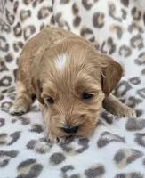 Pearl , a female Miniature Goldendoodle for sale in Tuscola, IL – 1 of 4