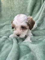 Dexter, a male Poodle - Miniature  for sale in Tuscola, IL – 1 of 3