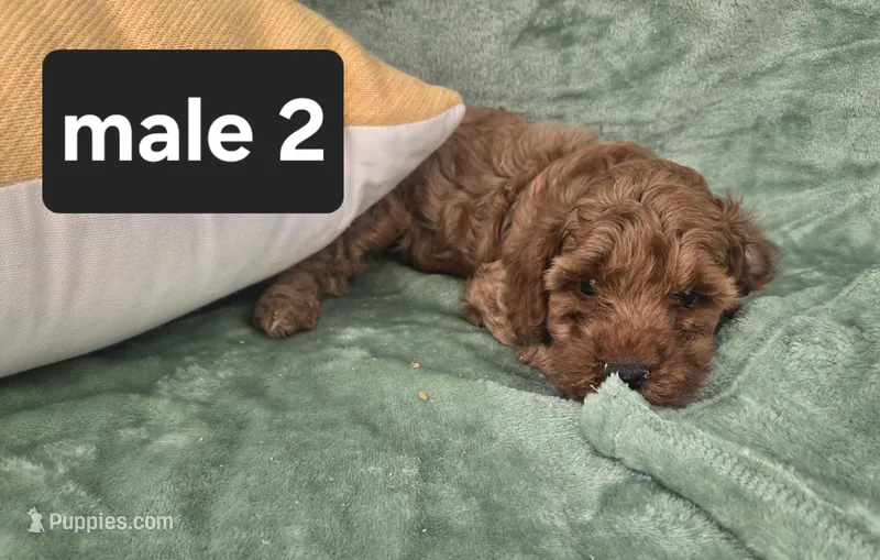 Biscuit – Poodle - Miniature  puppy for sale in Tuscola, IL