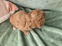 Pip, a female Miniature Goldendoodle for sale in Tuscola, IL – 3 of 4