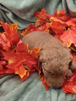 Bear, a male Miniature Goldendoodle for sale in Tuscola, IL – 2 of 3