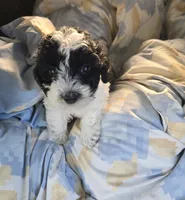 Amber, a female Poodle - Miniature  for sale in Tuscola, IL – 4 of 5