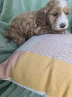 Velvet , a female Miniature Goldendoodle for sale in Tuscola, IL – Photo 2 of 3