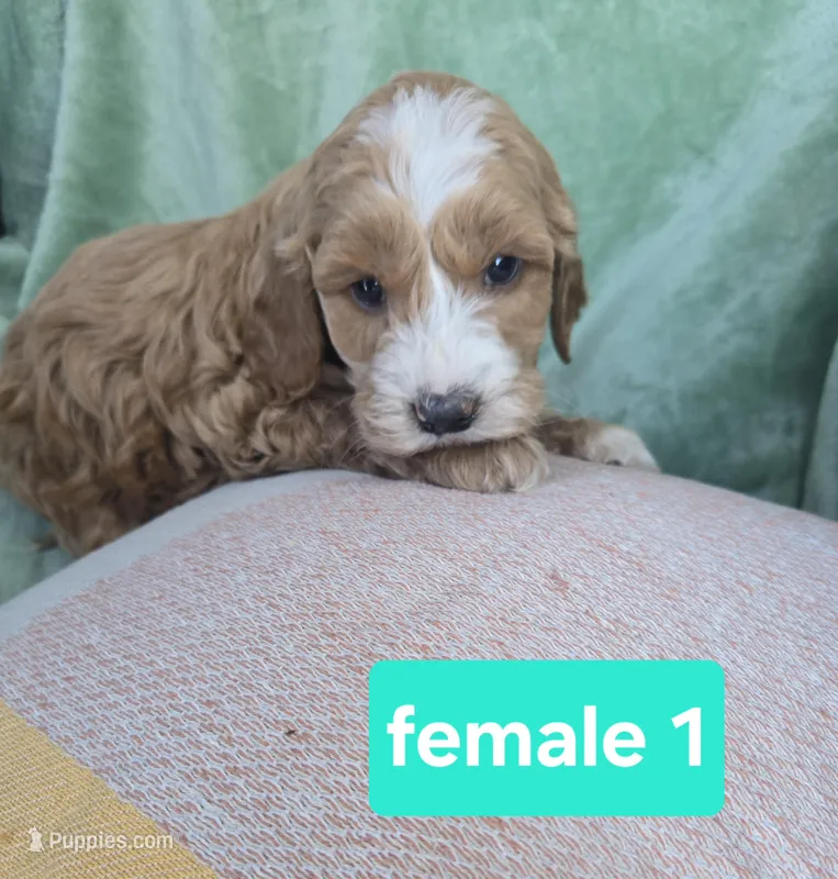 Velvet  – Miniature Goldendoodle puppy for sale in Tuscola, IL