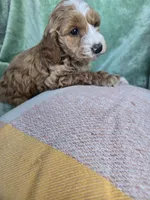 Velvet , a female Miniature Goldendoodle for sale in Tuscola, IL – Photo 3 of 3