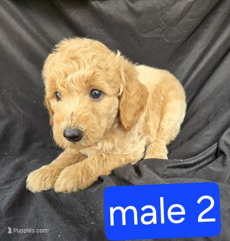 Murphy – Miniature Goldendoodle puppy for sale in Tuscola, IL