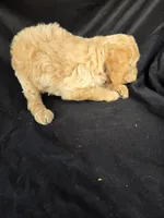 Murphy, a male Miniature Goldendoodle for sale in Tuscola, IL – 3 of 3