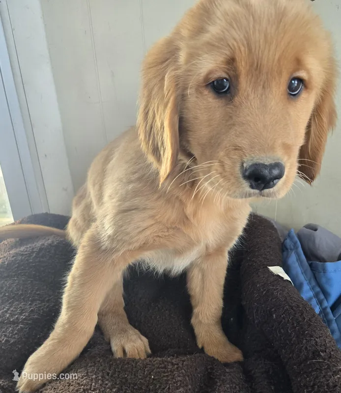 Coco, a female Golden Retriever for sale in Tuscola, IL – Photo 1 of 1
