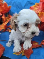 Honey, a female Poodle - Miniature  for sale in Tuscola, IL – 4 of 4
