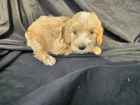 Winston, a male Miniature Goldendoodle for sale in Tuscola, IL – 2 of 3