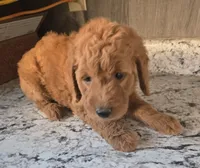 Sandy, a female Miniature Goldendoodle for sale in Tuscola, IL – 3 of 3