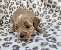 Pearl , a female Miniature Goldendoodle for sale in Tuscola, IL – 4 of 4