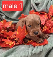 Leo, a male Miniature Goldendoodle for sale in Tuscola, IL – 1 of 3