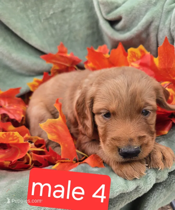 Milo – Miniature Goldendoodle puppy for sale in Tuscola, IL