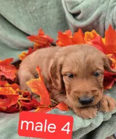 Milo, a male Miniature Goldendoodle for sale in Tuscola, IL – 1 of 4
