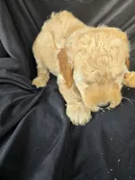 Coco, a female Miniature Goldendoodle for sale in Tuscola, IL – 3 of 3