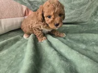Pip, a female Miniature Goldendoodle for sale in Tuscola, IL – 4 of 4