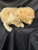 Ollie, a male Miniature Goldendoodle for sale in Tuscola, IL – 3 of 3