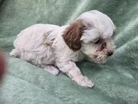 Nala, a female Poodle - Miniature  for sale in Tuscola, IL – 2 of 2