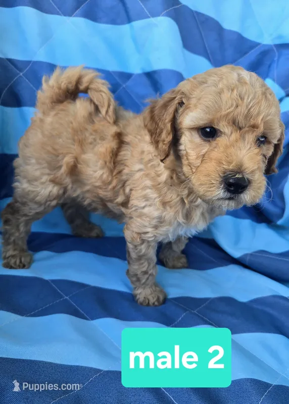 ace – Miniature Goldendoodle puppy for sale in Tuscola, IL