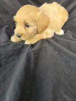 Ollie, a male Miniature Goldendoodle for sale in Tuscola, IL – 2 of 3
