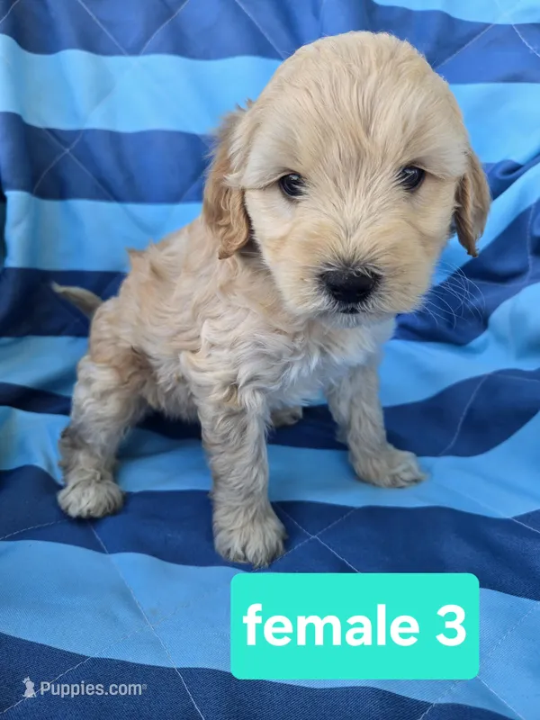 Millie – Miniature Goldendoodle puppy for sale in Tuscola, IL
