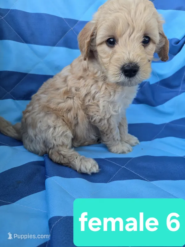 lucy – Miniature Goldendoodle puppy for sale in Tuscola, IL