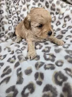 Teddy, a male Miniature Goldendoodle for sale in Tuscola, IL – 4 of 4