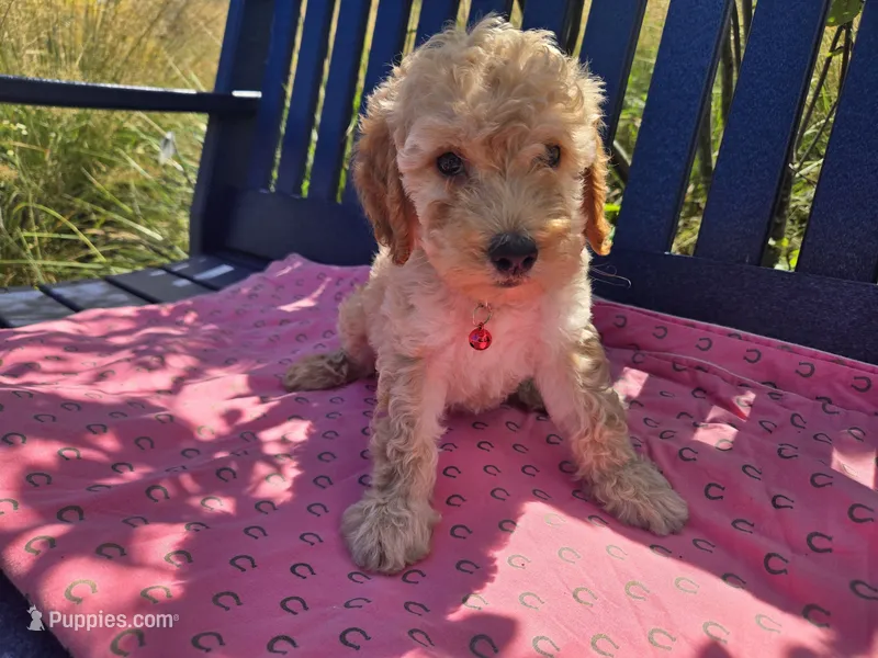 Sadie – Miniature Goldendoodle puppy for sale in Tuscola, IL