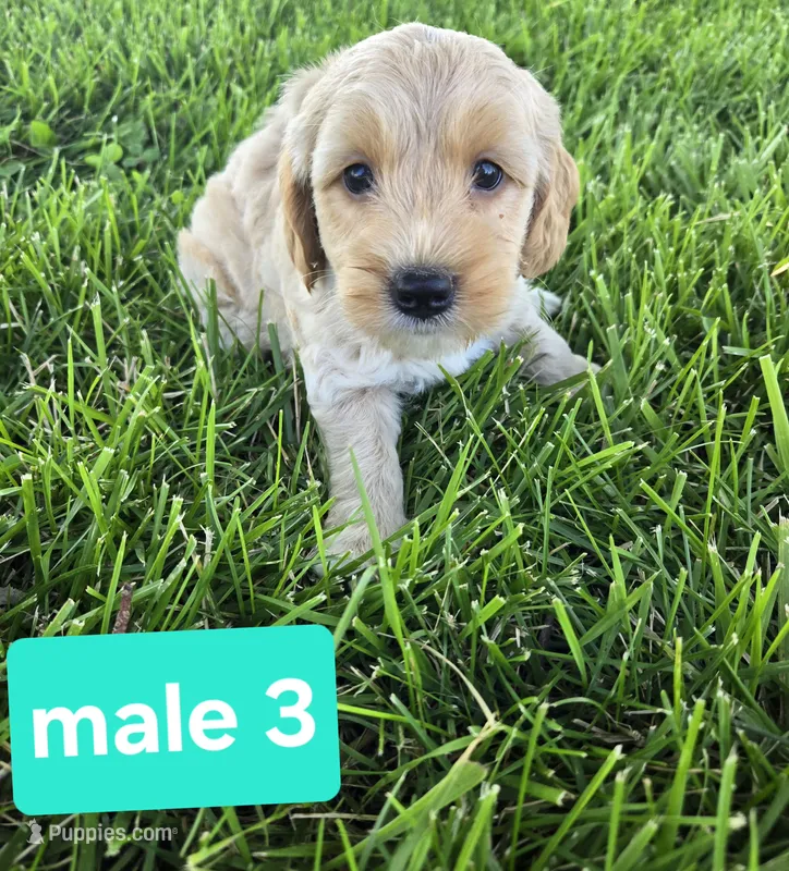 Jon – Miniature Goldendoodle puppy for sale in Tuscola, IL