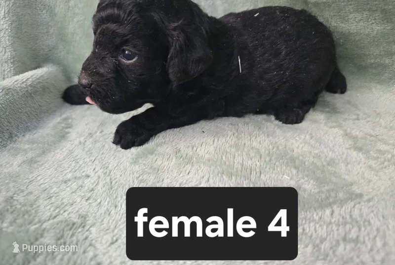 Midnight – Poodle - Miniature  puppy for sale in Tuscola, IL