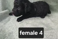 Midnight, a female Poodle - Miniature  for sale in Tuscola, IL – 1 of 1