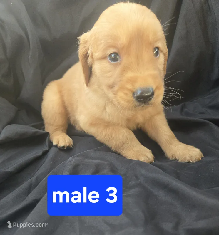 Tucker – Golden Retriever puppy for sale in Tuscola, IL