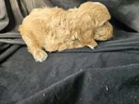 Winston, a male Miniature Goldendoodle for sale in Tuscola, IL – 3 of 3