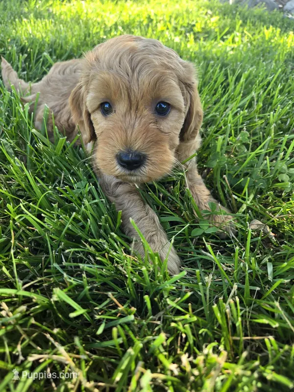 Red – Miniature Goldendoodle puppy for sale in Tuscola, IL