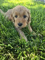 Red, a male Miniature Goldendoodle for sale in Tuscola, IL – 1 of 2