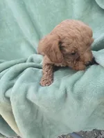 Max, a male Poodle - Miniature  for sale in Tuscola, IL – 3 of 3
