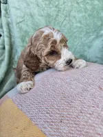Rufus, a male Miniature Goldendoodle for sale in Tuscola, IL – Photo 2 of 3