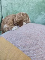 Rufus, a male Miniature Goldendoodle for sale in Tuscola, IL – Photo 3 of 3