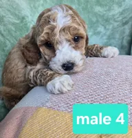 Rufus, a male Miniature Goldendoodle for sale in Tuscola, IL – Photo 1 of 3