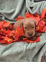 Leo, a male Miniature Goldendoodle for sale in Tuscola, IL – 2 of 3
