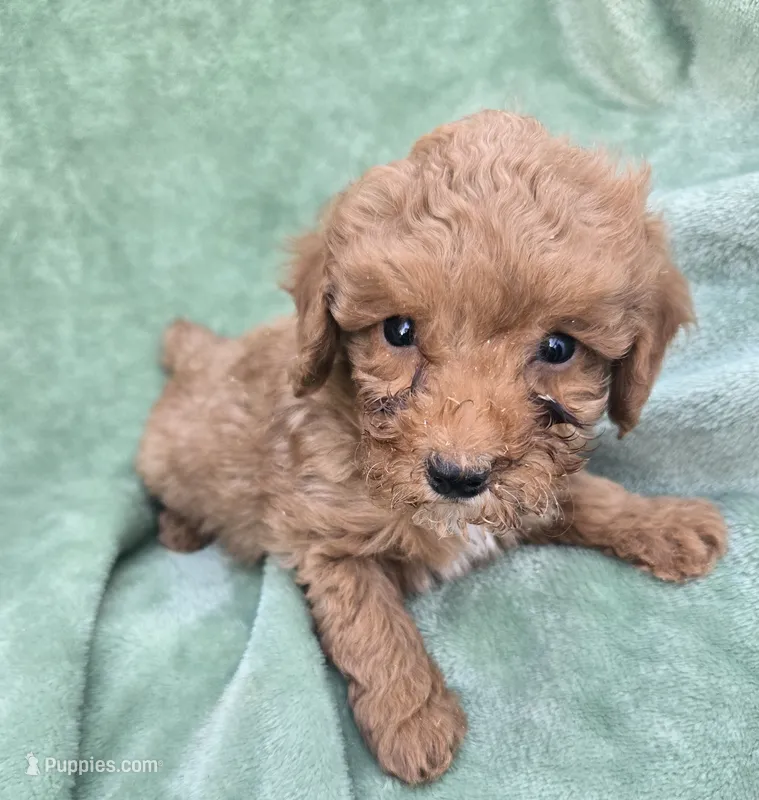 Frank – Poodle - Miniature  puppy for sale in Tuscola, IL
