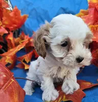 Honey, a female Poodle - Miniature  for sale in Tuscola, IL – 1 of 4