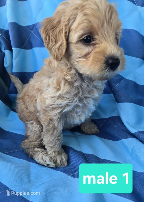 joey – Miniature Goldendoodle puppy for sale in Tuscola, IL