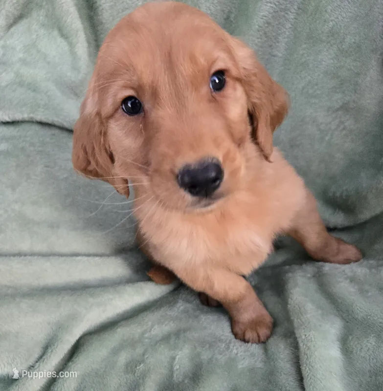 Tucker – Golden Retriever puppy for sale in Tuscola, IL