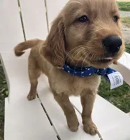 Buddy, a male Golden Retriever for sale in Tuscola, IL – 2 of 3