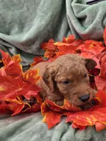 Bear, a male Miniature Goldendoodle for sale in Tuscola, IL – 3 of 3