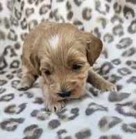 Pearl , a female Miniature Goldendoodle for sale in Tuscola, IL – 3 of 4